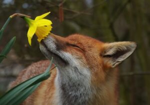 Fox blissfully sniffing a daffodil